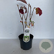 Hydrangea querc. 'Snowflake' 30-40 cm 3,5L