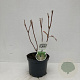 Hydrangea quercifolia 30-40 cm 3,5L