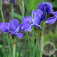 Iris sib. 'Silver Edge' GM P9