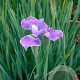 Iris sib. 'Silver Edge' GM P9