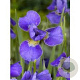 Iris sib. 'Silver Edge' GM P9