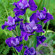 Iris sib. 'Silver Edge' GM P9
