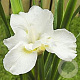 Iris sib. 'Swan in Flight' GM P9