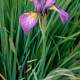 Iris sib. 'Sparkling Rose' GM P9