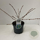 Lonicera c. 'Duet' 20-30 cm 3,5L