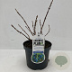 Lonicera c. 'Duet' 20-30 cm 3,5L