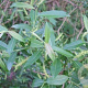Salix triandra 100-120 cm wortelgoed 1-jarig bewortelde winter