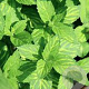 Mentha gentilis 'Ginger' GM P9