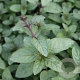 Mentha piperita 'Senior' GM P9