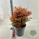 Nandina d. Obsessed 40-50 cm 15L