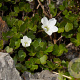Oxalis magellanica 'Nelson' GM P9