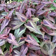 Persicaria micr. 'Night Dragon' GM P9