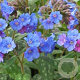 Pulmonaria 'Smokey Blue' GM P9