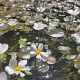 Ranunculus aquatilis GM P9 leverbaar