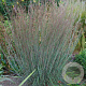 Schizachyrium sc. 'Blue Heaven' GM P9