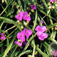 Tradescantia (A) 'Valour' GM P9