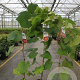 Vitis coignetiae 80-100 cm 2,0L