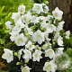 Campanula port. 'Zenn White' GM  P11