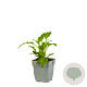 Echinacea S. Lemon Yellow Improved GM  P11