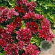 Sedum spurium Spot On Red GM  P11