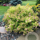 Spiraea jap. 'Goldmound' 20-30 cm wortelgoed 0/2 2-3 tak
