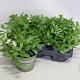 Scaevola White GM P12
