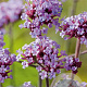 Verbena bon. 'Lollipop' GM P9