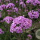 Verbena bon. 'Lollipop' GM P9