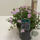 Spiraea jap. 'Little Princess' 30-50 cm wortelgoed 0/2/0 3 tak