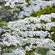 Spiraea nipp. 'June Bride' 20-40 cm wortelgoed 0/1/1 2 tak