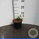 Stephanandra incisa 'Crispa' 25-30 cm wortelgoed 1-jarig bewortelde stekke 2-3 tak