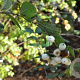 Symphoricarpos albus 40-60 cm wortelgoed 1-jarig bewortelde stekke 2-3 tak