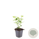 Agastache 'Blue Fortune' GM P9