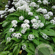 Allium ursinum GM P9