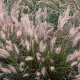 Pennisetum alopecuroides 'Cassian' GM P9