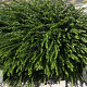 Lonicera pileata 'Moss Green' GM P15
