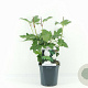 Viburnum opulus 'Roseum' 25-30 cm 2,0L