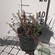 Achillea m. 'Paprika' GM 2,0L