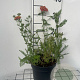 Achillea m. 'Paprika' GM 2,0L