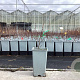 Amelanchier aln. 'Martin' plantgoed C1.5