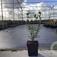Arbutus unedo 'Minlily' 40-50 cm 3,0L