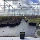 Corylus 'Tonda Gentile Del. Langhe' 60-80 cm 3,0L
