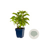 Eupatorium purpureum GM  P11