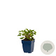 Geranium 'Japfu' GM  P11
