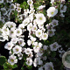 Gypsophila cerastioides GM P9