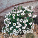 Gypsophila cerastioides GM P9