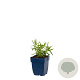 Gypsophila paniculata GM  P11