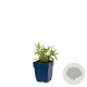 Gypsophila paniculata GM  P11