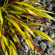 Hakonechloa macra Sunflare GM P9