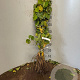 Tilia cordata 20-40 cm wortelgoed 1/0 1 jarige zaailing